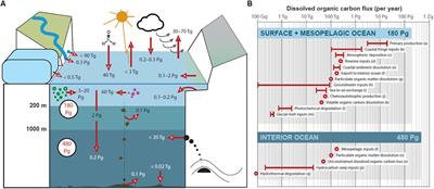 Soothsaying DOM: A Current Perspective on the Future of Oceanic Dissolved Organic Carbon